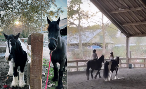 Horseback Riding & Afternoon at the Barn